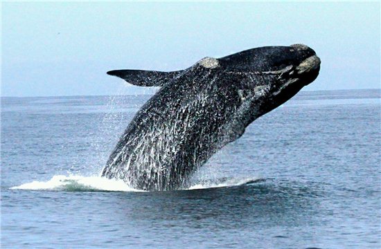 露脊鲸面临灭绝 人类活动与海水变暖是主因