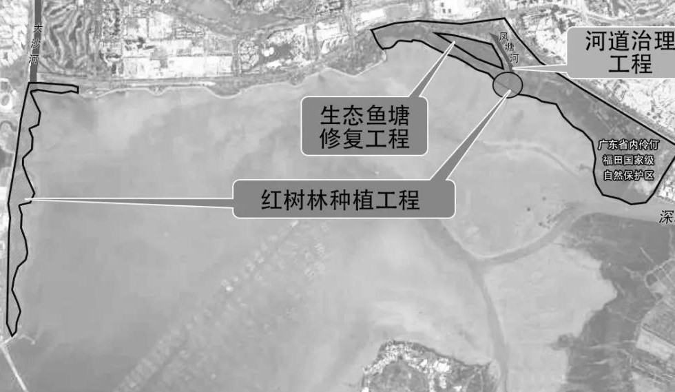 基于自然的解决方案的深圳湾红树林湿地修复